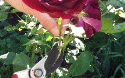 1. Demystifying stepping into the garden