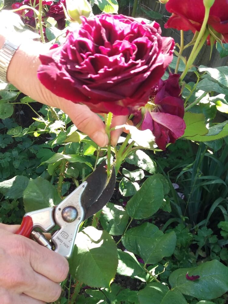 2c Pruning peoniae